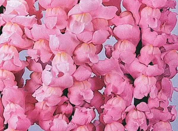 Львинный Зев Мериленд Yosemite Pink  - Snapdragon Maryland Yosemite Pink  - Фото №1