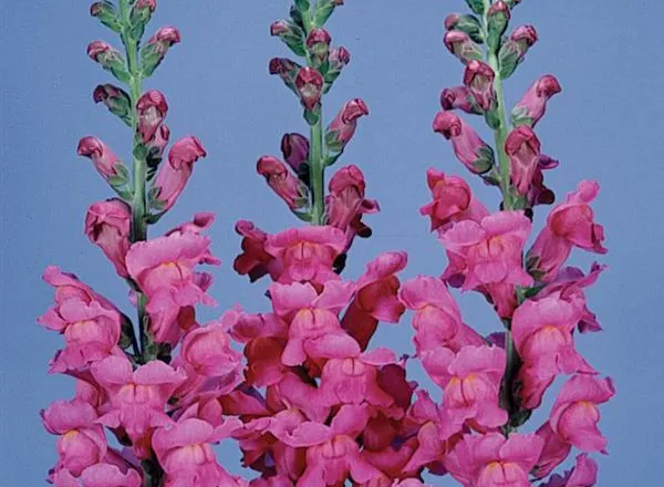 Львинный Зев Монако Baltimore Rose  - Snapdragon Monaco Baltimore Rose  - Фото №1