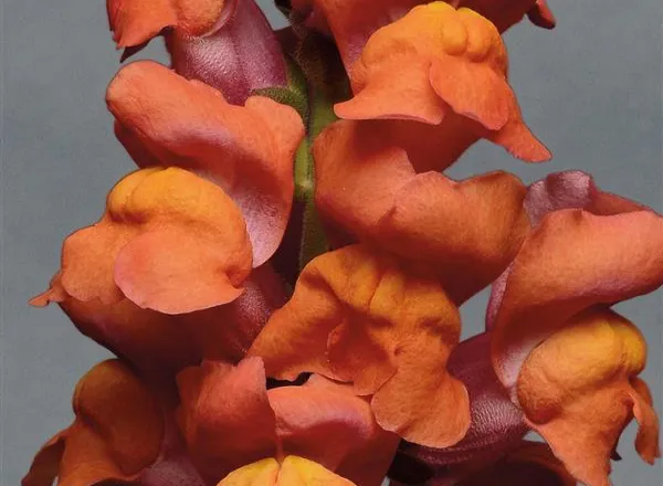 Львинный Зев Монако Orange  - Snapdragon Monaco Orange  - Фото №1