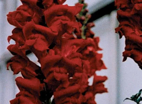 Львинный Зев Монако Ред - Snapdragon Monaco Red  - Фото №1