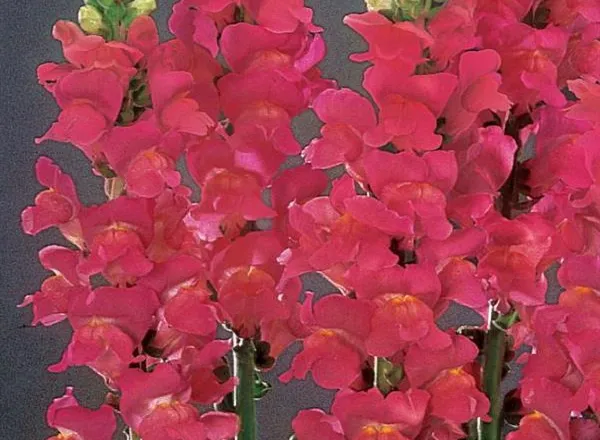Львинный Зев Монако Роуз - Snapdragon Monaco Rose  - Фото №1