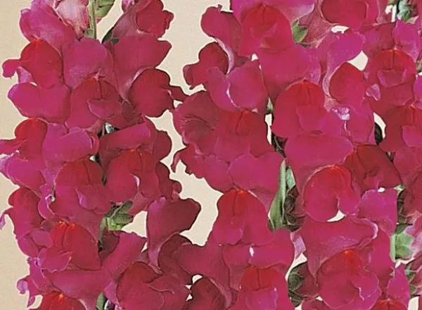 Львинный Зев Монако Виолет  - Snapdragon Monaco Violet  - Фото №1