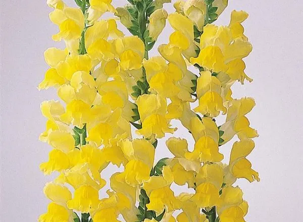 Львинный Зев Монако Yellow   - Snapdragon Monaco Yellow  - Фото №1