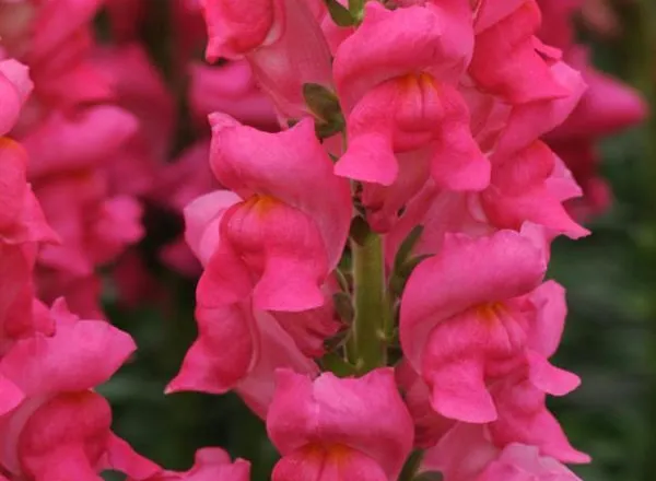 Львинный Зев Потомак Черри Роуз - Snapdragon Potomac Cherry Rose  - Фото №1