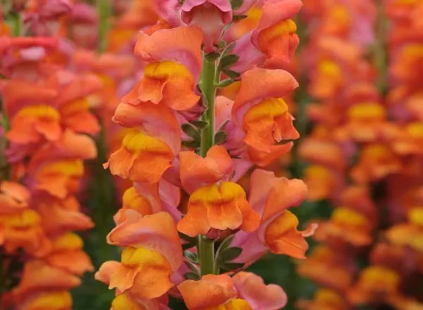 Львинный Зев Потомак Dark Orange  - Snapdragon Potomac Dark Orange  - Фото №1