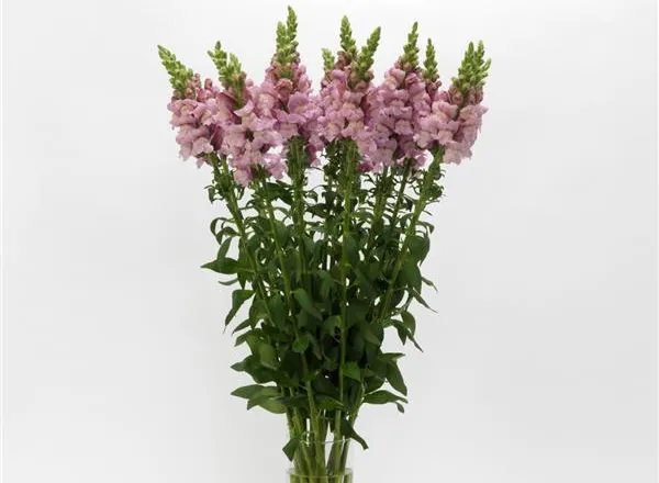 Львинный Зев Потомак Лаванда - Snapdragon Potomac Lavender  - Фото №1