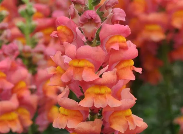 Львинный Зев Потомак Orange  - Snapdragon Potomac Orange  - Фото №1