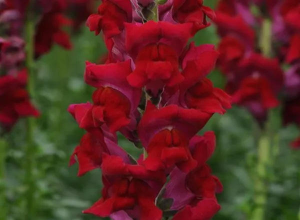 Львинный Зев Потомак Ред - Snapdragon Potomac Red - Фото №1