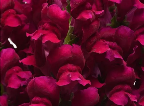 Львинный Зев Потомак Роял - Snapdragon Potomac Royal  - Фото №1