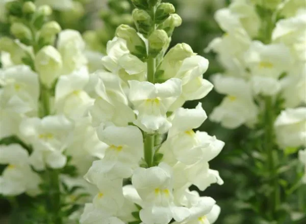 Львинный Зев Потомак White   - Snapdragon Potomac White  - Фото №1