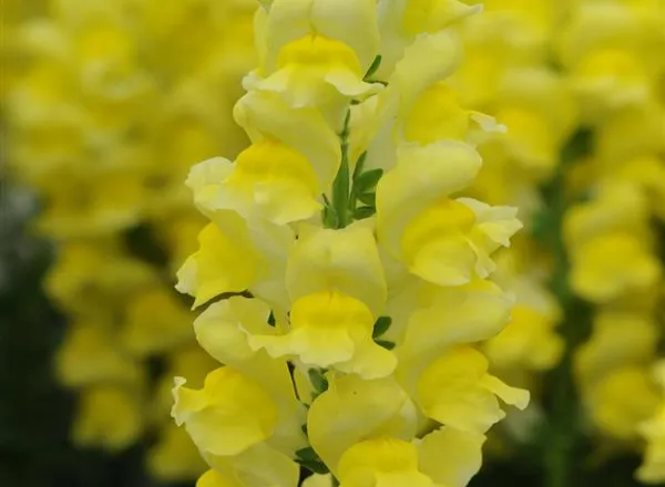 Львинный Зев Потомак Yellow   - Snapdragon Potomac Yellow  - Фото №1
