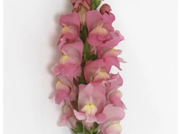 Львинный Зев Потомак Пинк - Snapdragon Potomac™ Pink  - Фото №1