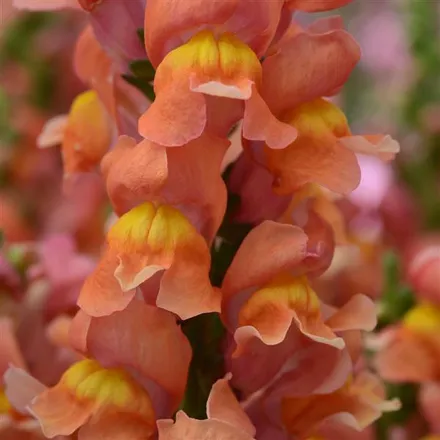 Львинный Зев Ракета Бронза - Snapdragon Rocket Bronze  - Фото №1