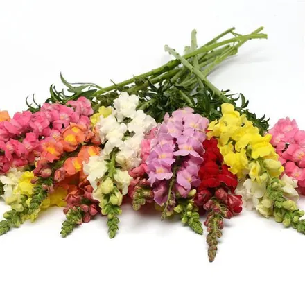 Львинный Зев Ракета Микс - Snapdragon Rocket Mixture  - Фото №1