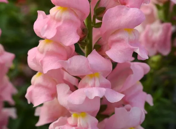 Львинный Зев Ракета Пинк - Snapdragon Rocket Pink Snapdragon - Фото №1