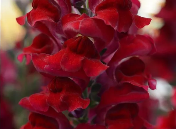 Львинный Зев Ракета Ред - Snapdragon Rocket Red  - Фото №1