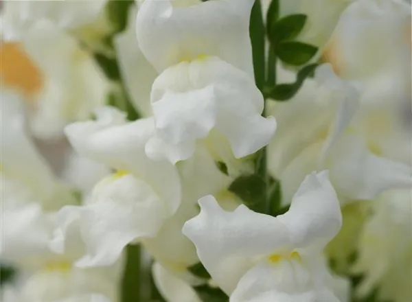 Львинный Зев Ракета Белая - Snapdragon Rocket White  - Фото №1
