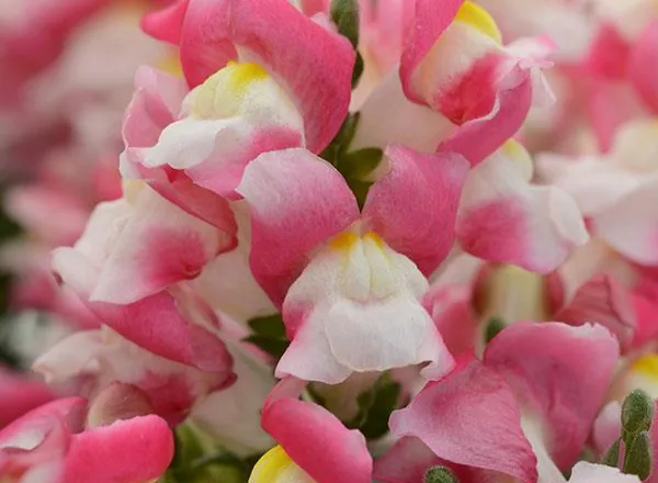 Львинный Зев Снапшот Coral Bicolor  - Snapdragon Snapshot Coral Bicolor  - Фото №1