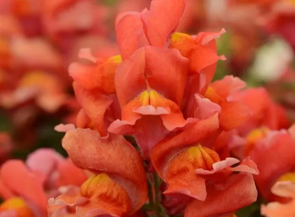 Львинный Зев Снапшот Orange  - Snapdragon Snapshot Orange  - Фото №1