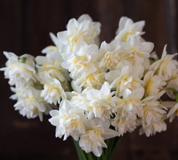 Нарцисс Обдам - Obdam - Фото №2