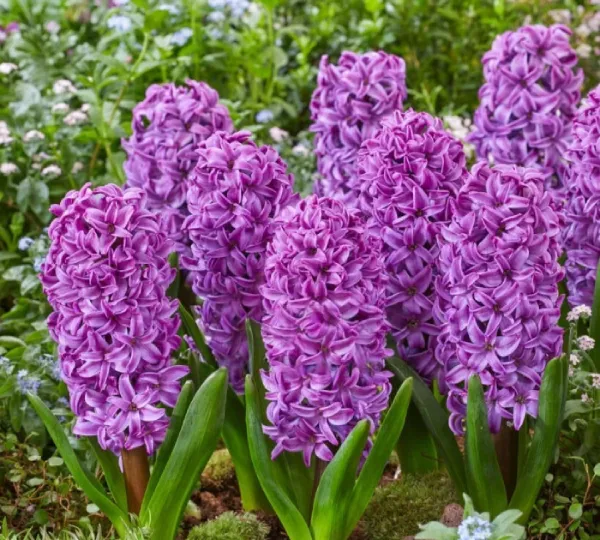 Гиацинт Пёрпл Сторм - Purple Storm - Фото №2