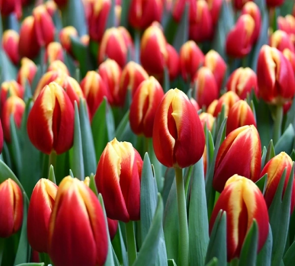 Тюльпаны Доу Джонс - Tulipa Dow Jones - Фото №1