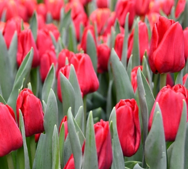 Тюльпаны Иль-де-Франс - Tulipa Ile de France - Фото №1