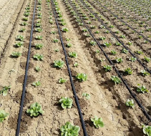 Капельная лента, шаг 20 см (6 mill, 1.35 л.ч) 3000м - диаметр 16 мм - Фото №2