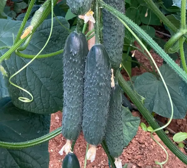 Огурец Кактус F1 - Cactus F1 - Фото №1