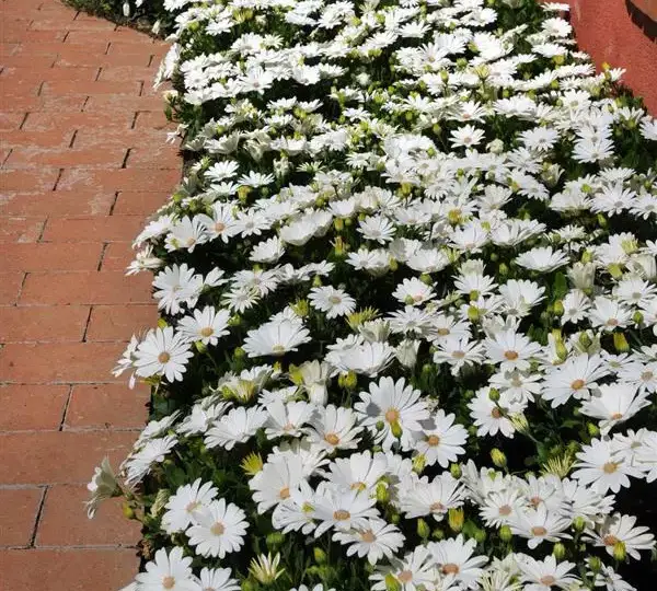 Остеоспермум Акила Белая ромашка - Osteospermum Akila Daisy White - Фото №2