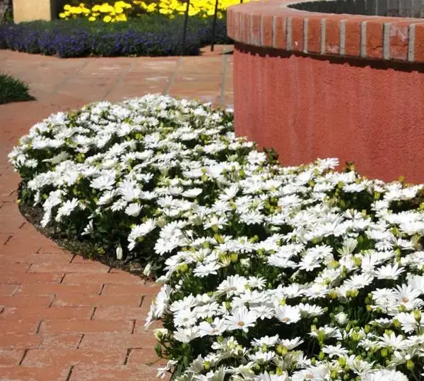 Остеоспермум Акила Белая ромашка - Osteospermum Akila Daisy White - Фото №3