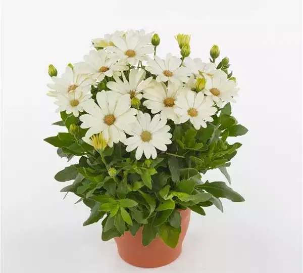 Остеоспермум Акила Белая ромашка - Osteospermum Akila Daisy White - Фото №4