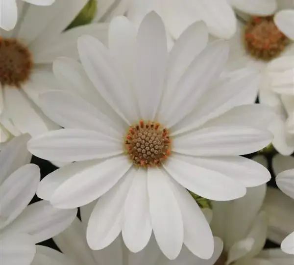 Остеоспермум Акила Белая ромашка - Osteospermum Akila Daisy White - Фото №1