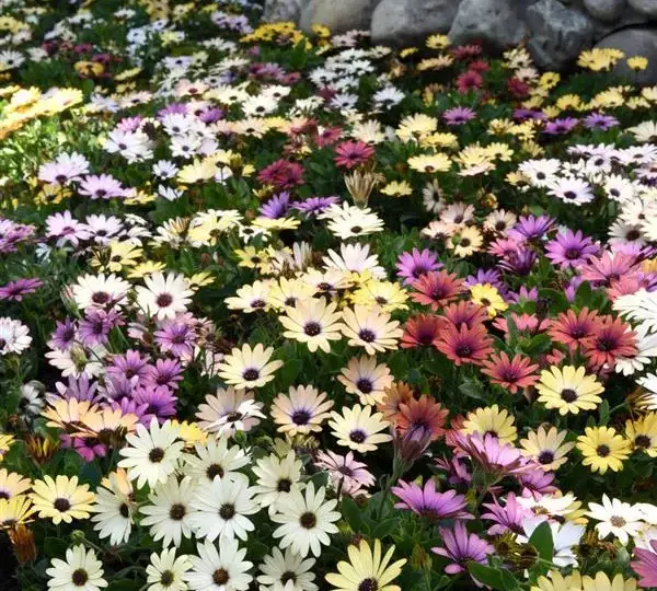 Остеоспермум Акила Смесь Гранд Каньон - Osteospermum Akila Grand Canyon Mixture - Фото №3