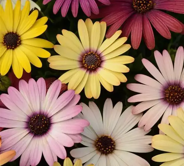 Остеоспермум Акила Смесь Гранд Каньон - Osteospermum Akila Grand Canyon Mixture - Фото №1