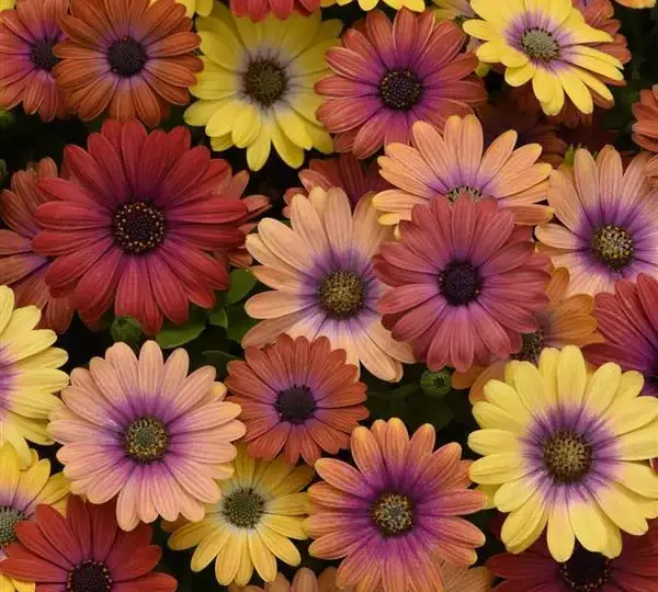 Остеоспермум Акила Смесь Гавайский закат - Osteospermum Akila Hawaii Sunset Mixture - Фото №1