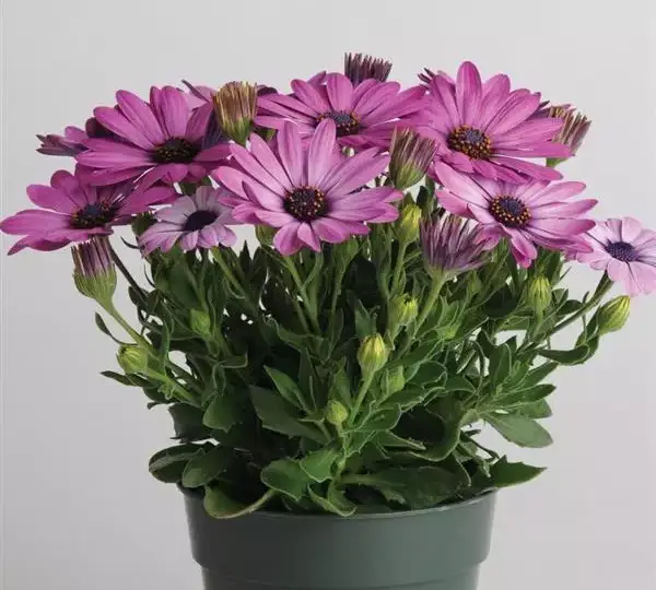 Остеоспермум Акила Лавандовые оттенки - Osteospermum Akila Lavender Shades - Фото №2