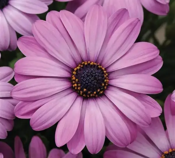 Остеоспермум Акила Лавандовые оттенки - Osteospermum Akila Lavender Shades - Фото №1