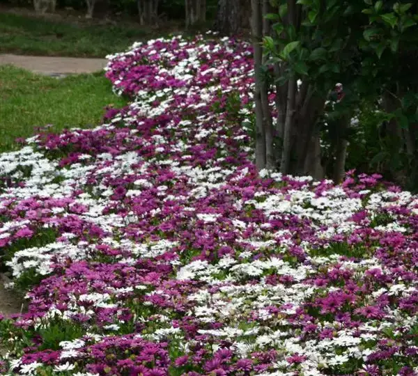 Остеоспермум Акила Смесь - Osteospermum Akila Mixture - Фото №2