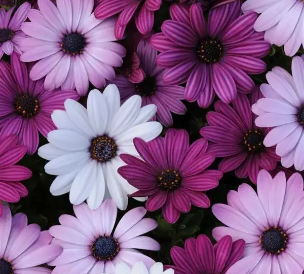 Остеоспермум Акила Смесь - Osteospermum Akila Mixture - Фото №1