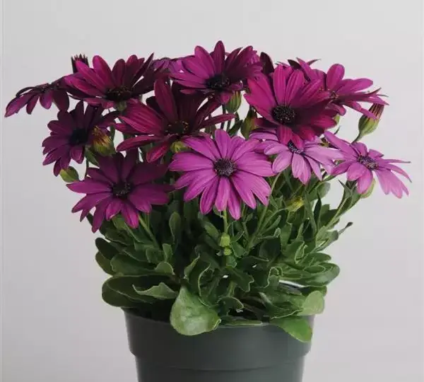 Остеоспермум Акила Пурпурная - Osteospermum Akila Purple - Фото №2