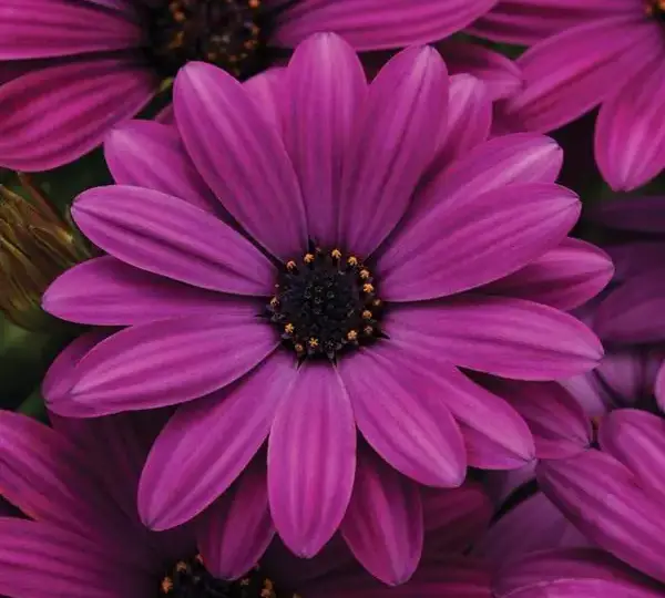 Остеоспермум Акила Пурпурная - Osteospermum Akila Purple - Фото №1