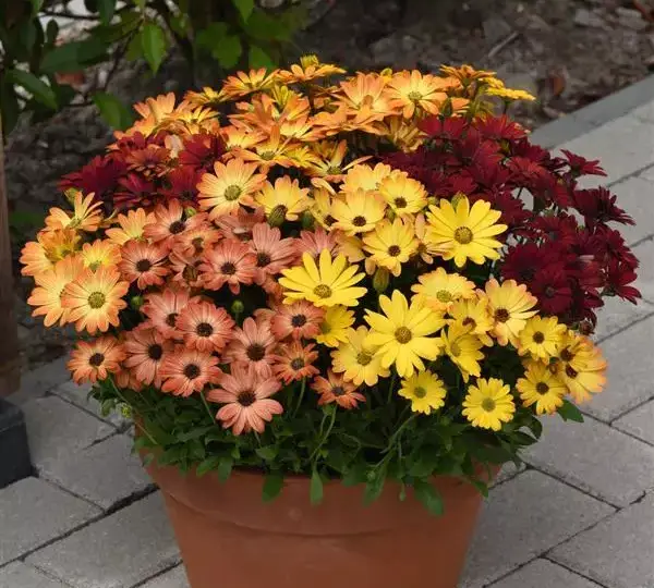 Остеоспермум Акила Закатные оттенки - Osteospermum Akila Sunset Shades - Фото №2