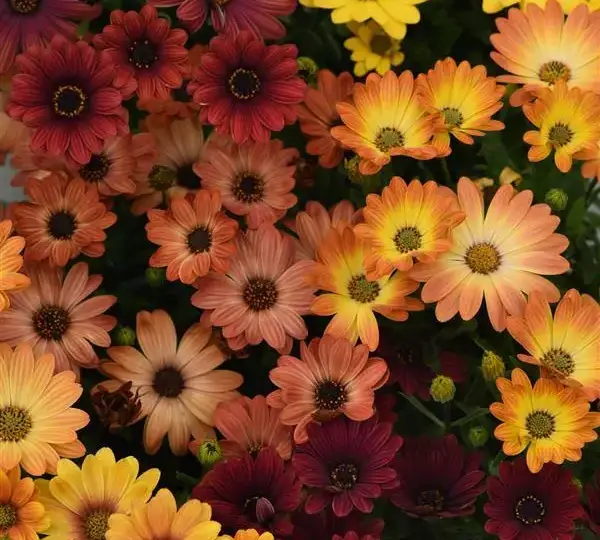 Остеоспермум Акила Закатные оттенки - Osteospermum Akila Sunset Shades - Фото №1