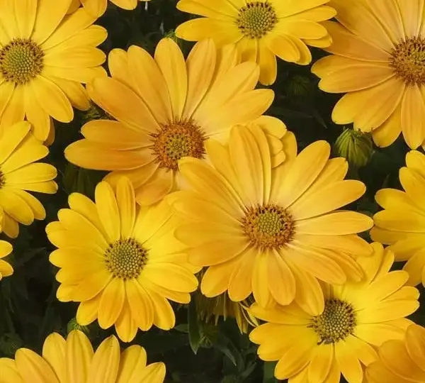 Остеоспермум Акила Солнечно-жёлтая - Osteospermum Akila Sunshine Yellow - Фото №1