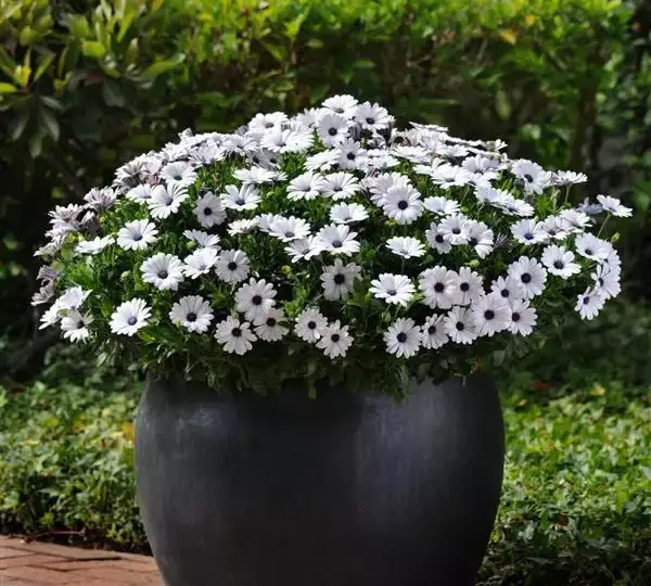 Остеоспермум Акила Белая - Osteospermum Akila White - Фото №2