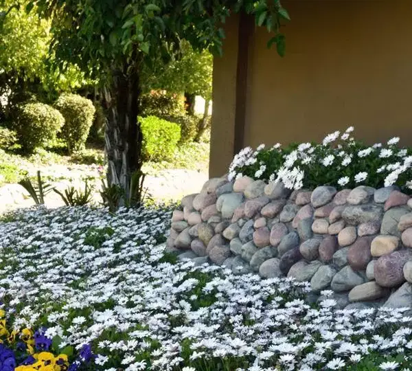 Остеоспермум Акила Белая - Osteospermum Akila White - Фото №3