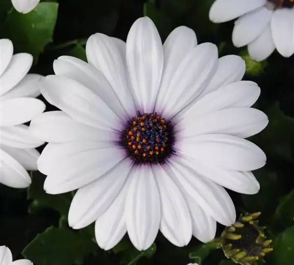 Остеоспермум Акила Белая - Osteospermum Akila White - Фото №1