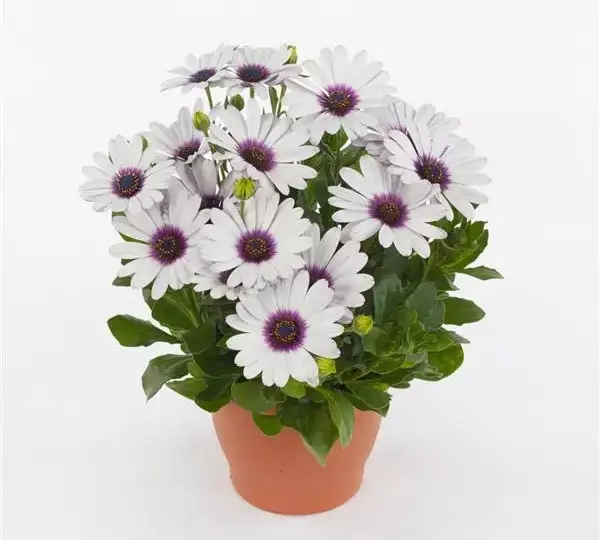Остеоспермум Акила Белая с фиолетовым глазком - Osteospermum Akila White Purple Eye - Фото №2