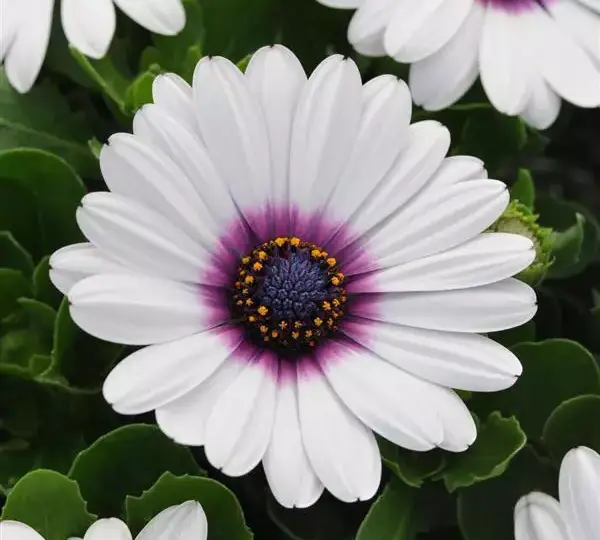Остеоспермум Акила Белая с фиолетовым глазком - Osteospermum Akila White Purple Eye - Фото №1